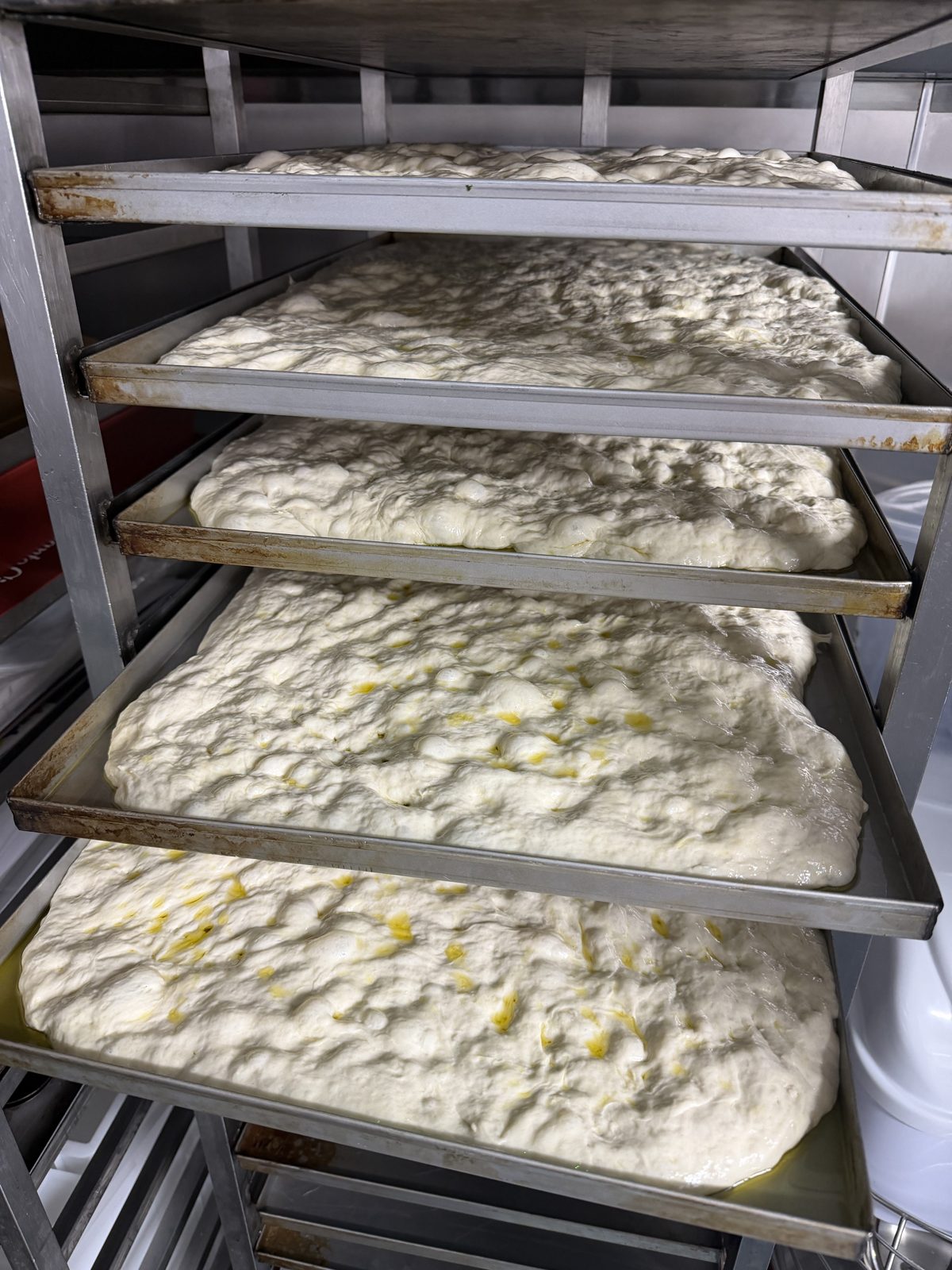 Racks of trays holding slowly fermenting schiacciata dough glistening with olive oil