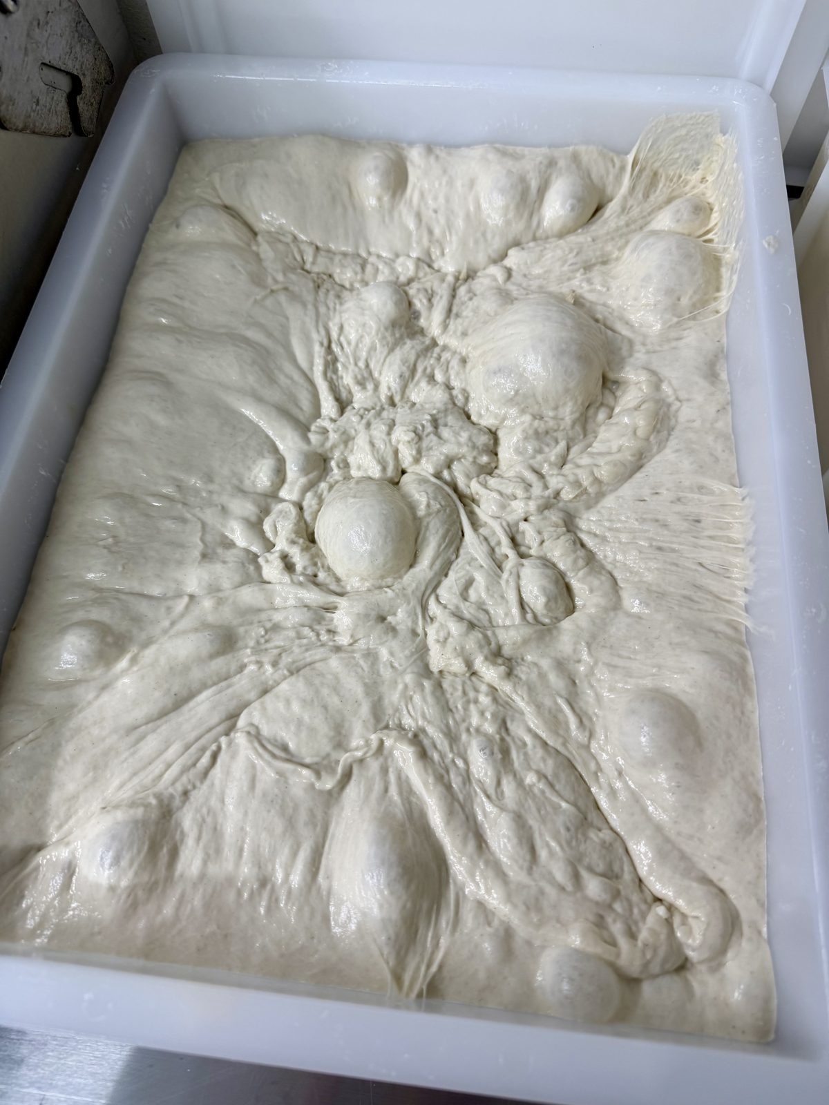 Freshly mixed schiacciata dough bubbling in a tub during bulk fermentation at the Santo Cielo bakery